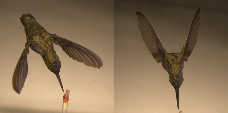 Hummingbird images captured during the experiment