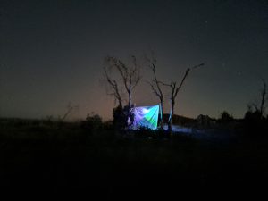 A dark night and a picture showing trees in which a sheet is hung with a light under it to attract moths. 