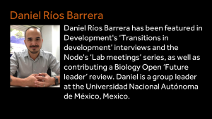 Daniel Ríos Barrera - Daniel Ríos Barrera has been featured in Development's ‘Transitions in development’ interviews and the Node's ‘Lab meetings’ series, as well as contributing a Biology Open ‘Future leader’ review. Daniel is a group leader at the Universidad Nacional Autónoma de México, Mexico.
