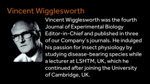 Vincent Wigglesworth - Vincent Wigglesworth was the fourth Journal of Experimental Biology Editor-in-Chief and published in three of our Company’s journals. He indulged his passion for insect physiology by studying disease-bearing species while a lecturer at LSHTM, UK, which he continued after joining the University of Cambridge, UK. 