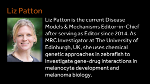 Liz Patton - Liz Patton is the current Disease Models & Mechanisms Editor-in-Chief after serving as Editor since 2014. As MRC Investigator at The University of Edinburgh, UK, she uses chemical genetic approaches in zebrafish to investigate gene-drug interactions in melanocyte development and melanoma biology. 