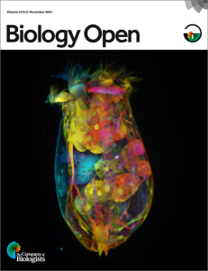 Cover of Biology Open, volume 13 issue 11, showing a glutaraldehyde-enhanced autofluorescence of a rotifer