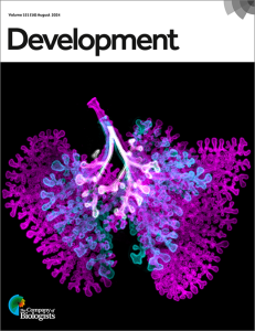 Cover of Development, volume 151 issue 16, showing a superimposition of three stages of embryonic mouse lungs