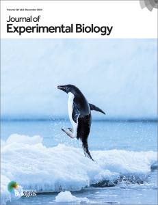 Cover of Journal of Experimental Biology, volume 227 issue 23, showing an Adélie penguin leaping from the water