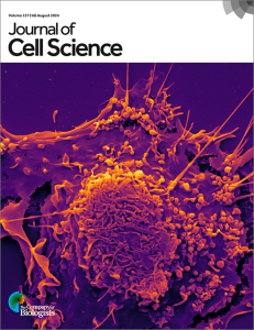 Cover of Journal of Cell Science, volume 137, issue 16, showing Scanning electron micrograph (SEM) of a human macrophage